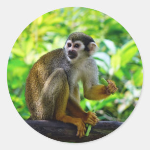Cute squirrel monkey classic round sticker
