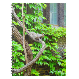 Cute Squirrel Notebook