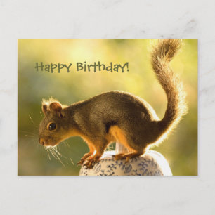 Cute Squirrel on a Cookie Jar Postcard