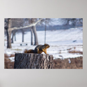 "Cute squirrel on a tree stump. Poster
