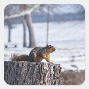 "Cute squirrel on a tree stump. Square Sticker