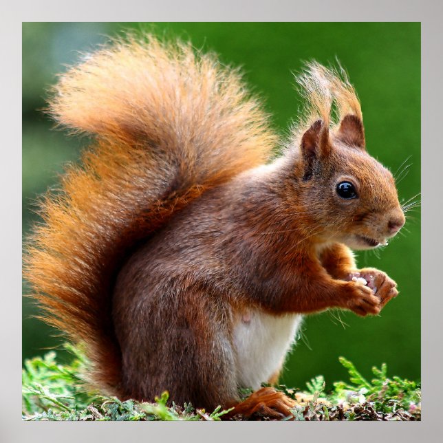 Cute Squirrel on Grass Poster (Front)