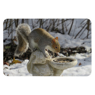 Cute Squirrel On Rabbit Bird Feeder Magnet