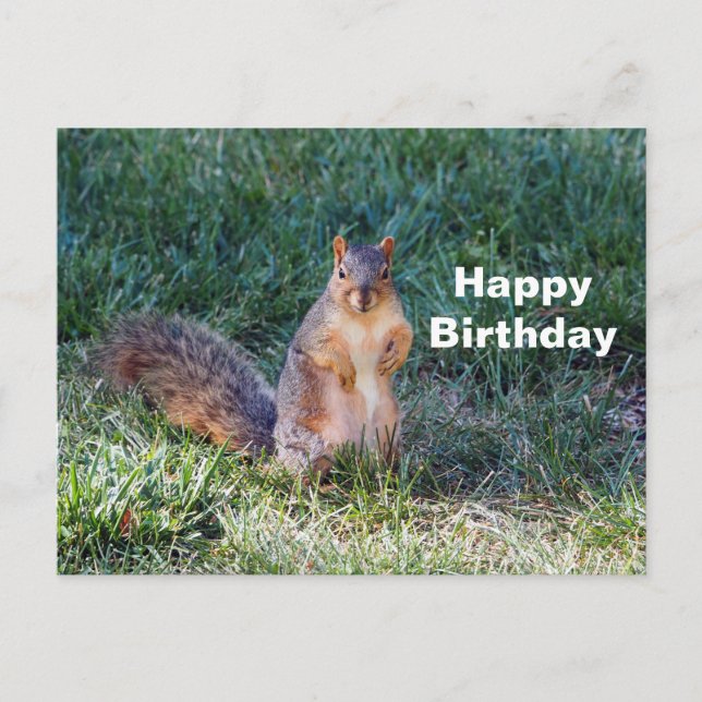 Cute Squirrel Photo Birthday Postcard (Front)