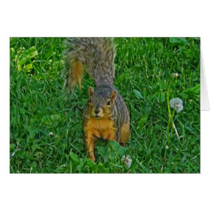 Cute Squirrel Photo Blank Card