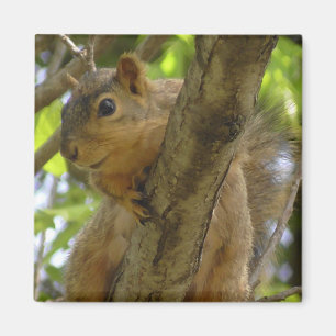 Cute Squirrel Photography Kitchen Magnet