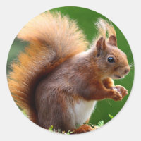 Cute Squirrel Picture