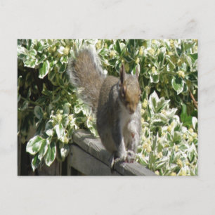 Cute Squirrel Postcard