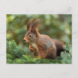 Cute squirrel postcard