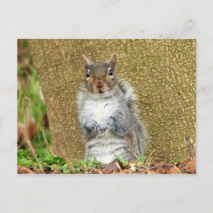 Cute Squirrel Postcard
