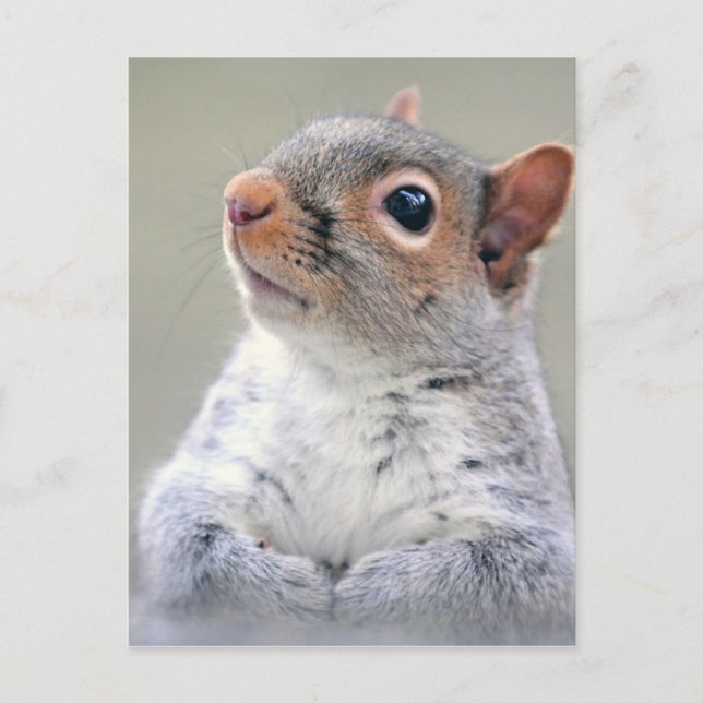 Cute Squirrel Postcard (Front)