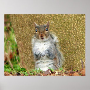 Cute Squirrel Poster
