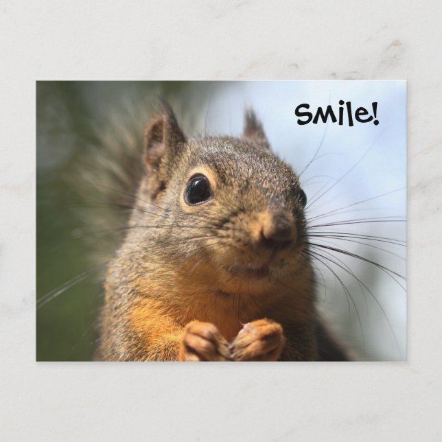 Cute Squirrel Smiling Closeup Photo Postcard (Front)