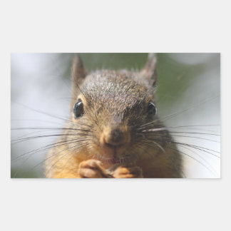 Cute Squirrel Smiling Photo Rectangular Sticker