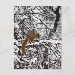 Cute Squirrel Snow Tree Postcard