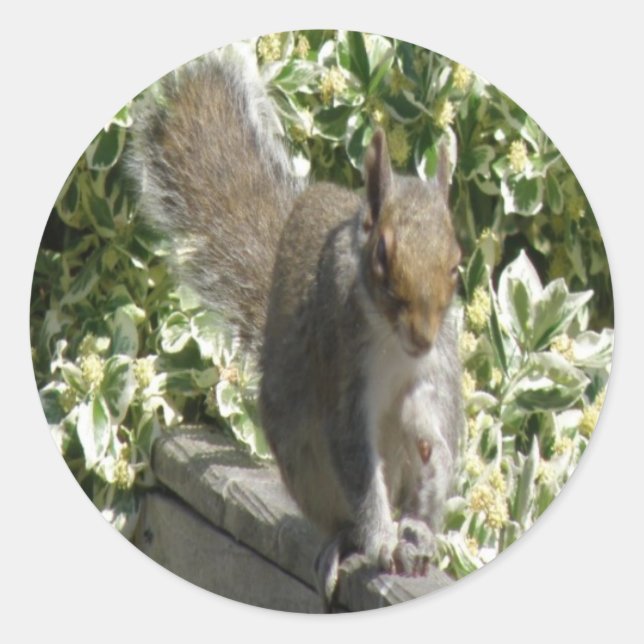 Cute Squirrel Sticker (Front)