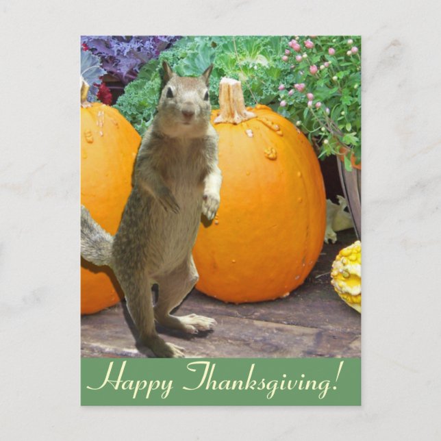 Cute Squirrel Thanksgiving Holiday Postcard (Front)