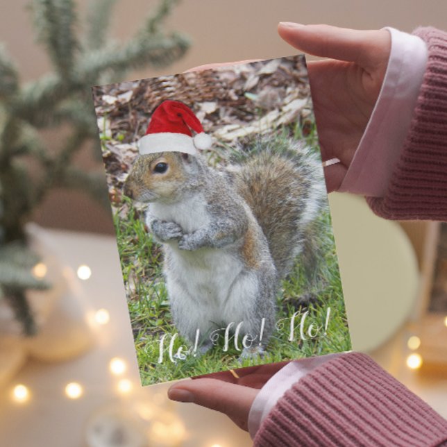 Cute Squirrel Wearing Red Santa Cap Holiday (In Situ)