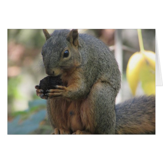 Cute Squirrel with Nut Blank Card (Front Horizontal)