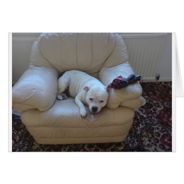 Cute staffie (Front Horizontal)