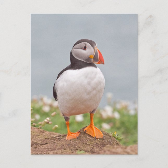 Cute Standing Puffin Postcard (Front)