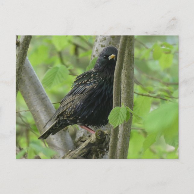 Cute Starling DIY Postcard (Front)
