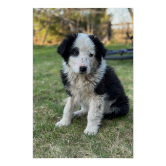 Cute stray puppy poster