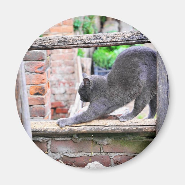 Cute Stretching cat Magnet (Front)