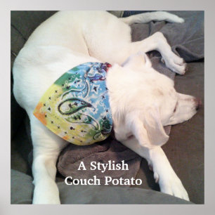 Cute Stylish White Dog Wearing Colourful Scarf Poster