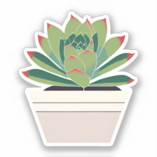 Cute Succulent Plant