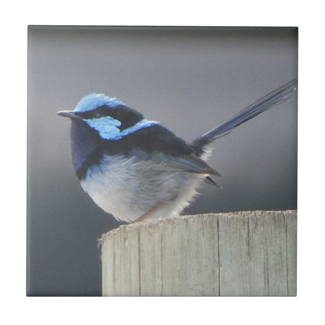 Cute Superb Fairywren  Tile (Front)