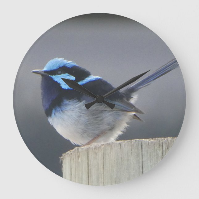 Cute Superb Fairywren Wall Clock (Front)