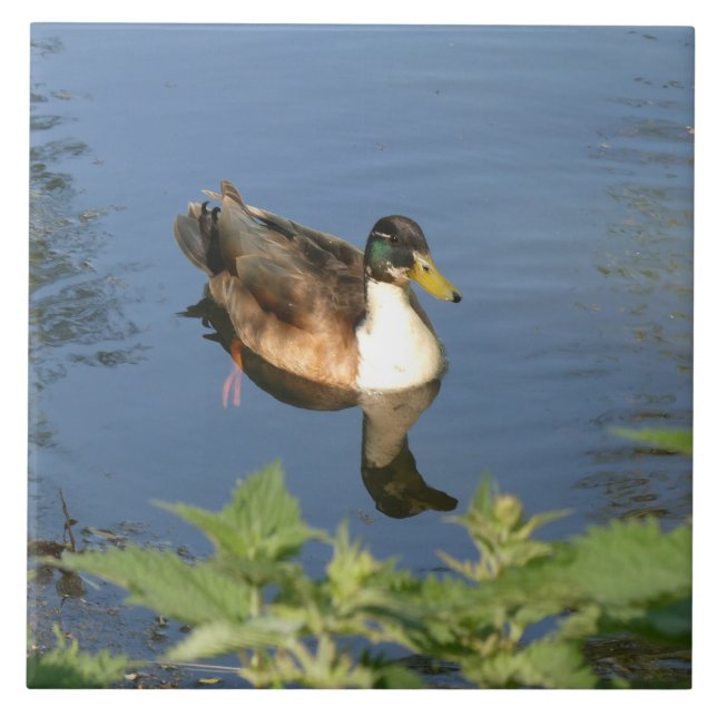 Cute Swimming Duck Ceramic Tile (Front)
