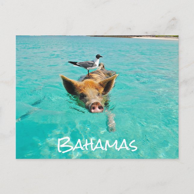 Cute Swimming Pig Exuma Bahamas Postcard (Front)