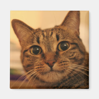 Cute tabby cat fridge magnet