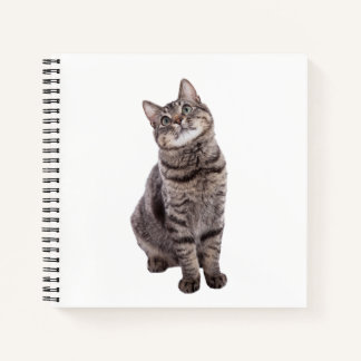 Cute Tabby Cat Notebook
