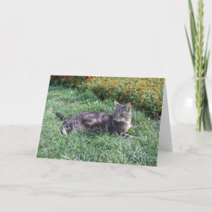 Cute Tabby Cat Photo Card