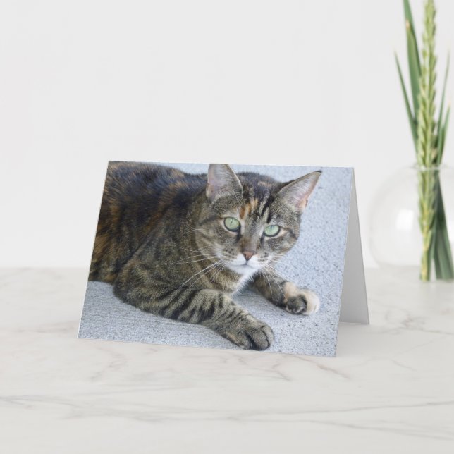 Cute Tabby Cat Photo Card (Front)