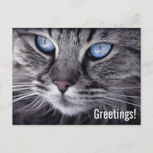Cute Tabby Cat Postcard