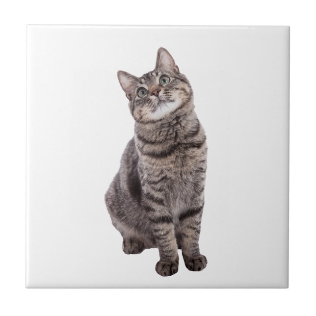 Cute Tabby Cat Tile (Front)