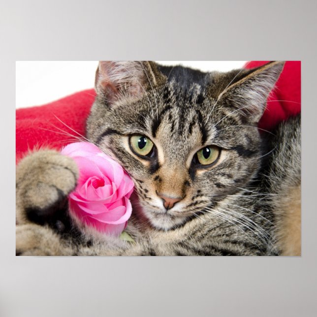 Cute Tabby Cat With Rose Poster (Front)