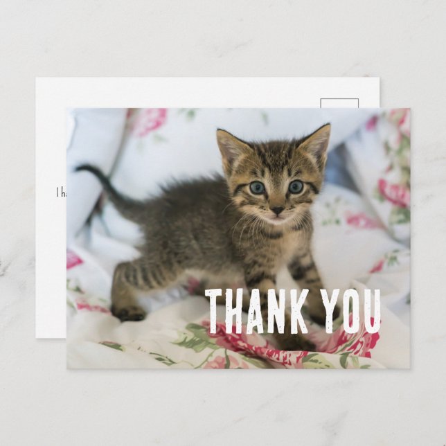 Cute Tabby Kitten Looking Surprised Thank You Postcard (Front/Back)