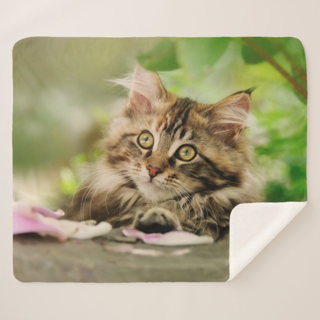 Cute Tabby Maine Coon Cat Kitten Fluffy Head Photo Sherpa Blanket (Front (Horizontal))