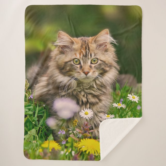 Cute Tabby Maine Coon Kitten Cat Animal Head Photo Sherpa Blanket (Front)