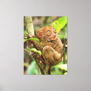 Cute Tarsier Monkey Wildlife Canvas Print