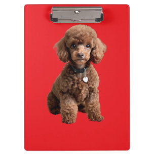 Cute Teacup Poodle Red Folder Clipboard