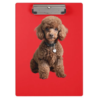 Cute Teacup Poodle Red Folder Clipboard