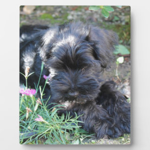 Cute Terrier Dog Plaque