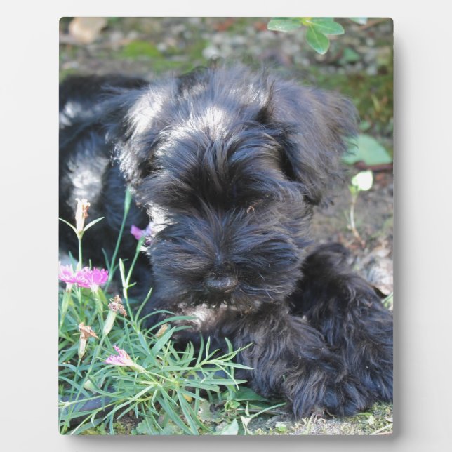 Cute Terrier Dog Plaque (Front)