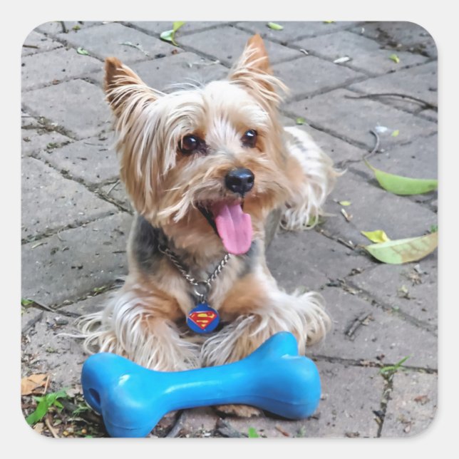 Cute Terrier Square Sticker (Front)